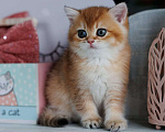 Кошки в Владивостоке: Мальчик британской породы Мальчик, 70 000 руб. - фото 4
