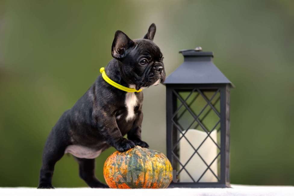 Собаки в Москве: Щенок французского бульдога Девочка, Бесплатно - фото 2