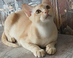 Кошки в других городах Ленинградской области: Котята бурмы европейской Мальчик, 25 000 руб. - фото 5
