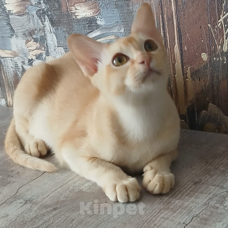 Кошки в других городах Ленинградской области: Котята бурмы европейской Мальчик, 25 000 руб. - фото 5
