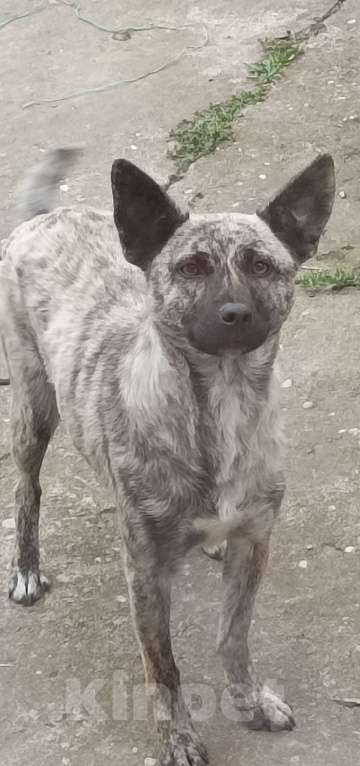 Собаки в других городах Краснодарского края: Собака в добрые руки Девочка, 500 руб. - фото 2