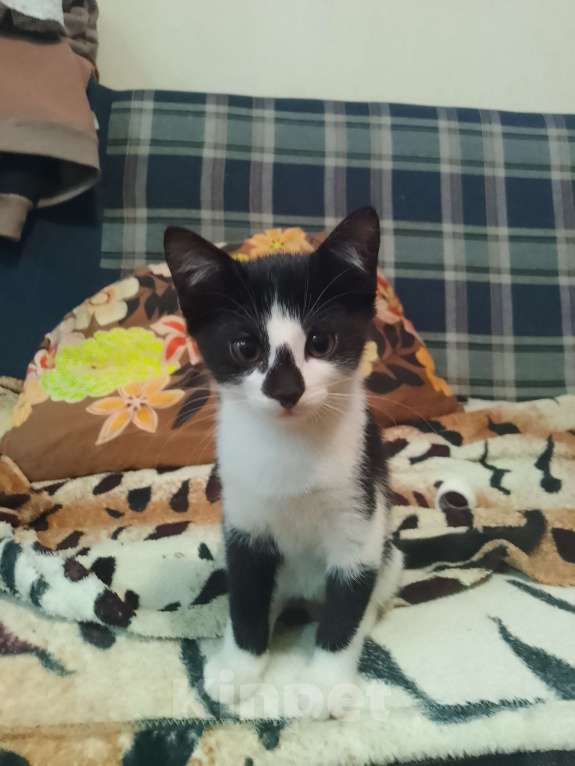 Кошки в Реутове: Отдаëм котëнка в добрые руки Мальчик, 1 руб. - фото 1