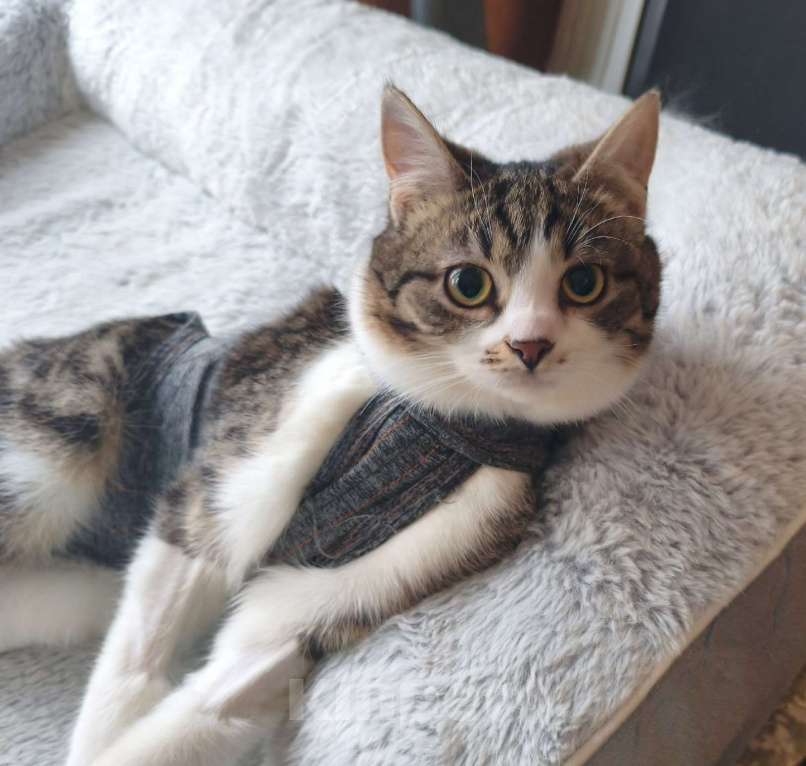 Кошки в Москве: Мега ласковая красотулечка Машенька мечтает о родной семье и доме Девочка, Бесплатно - фото 4