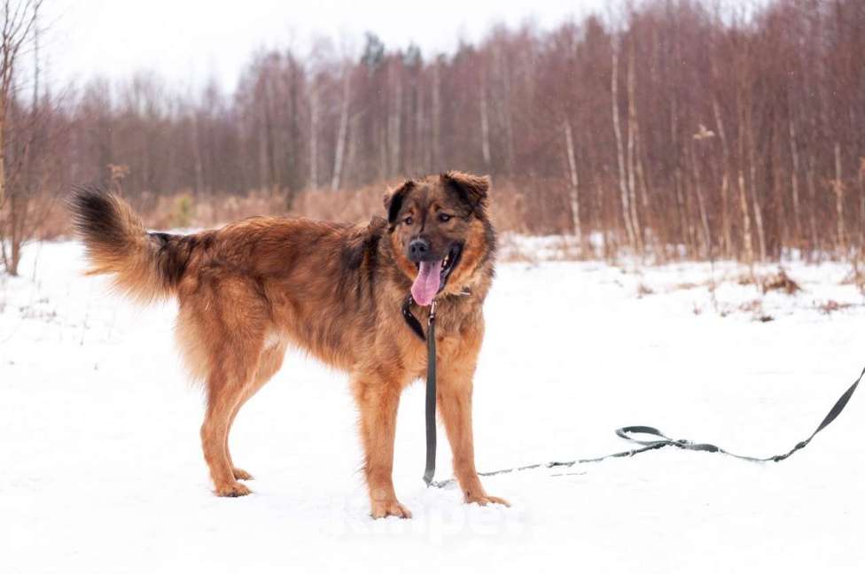 Собаки в Ногинске: Рыже-лохматое солнышко Нильс ищет дом Мальчик, Бесплатно - фото 5