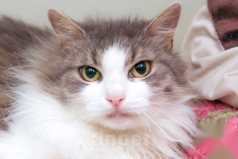 Кошки в Москве: Кошечка Пуша - меховой шарик в добрые руки Девочка, Бесплатно - фото 3