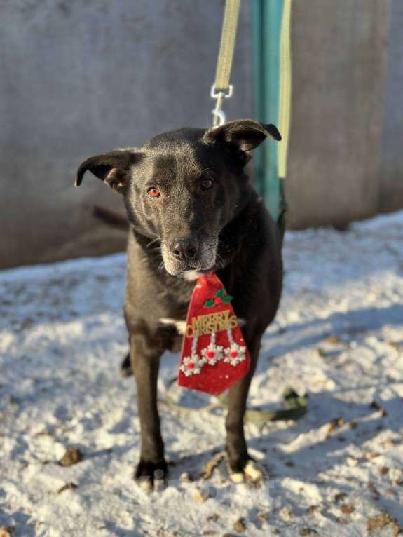 Собаки в Москве: Челси Девочка, Бесплатно - фото 2