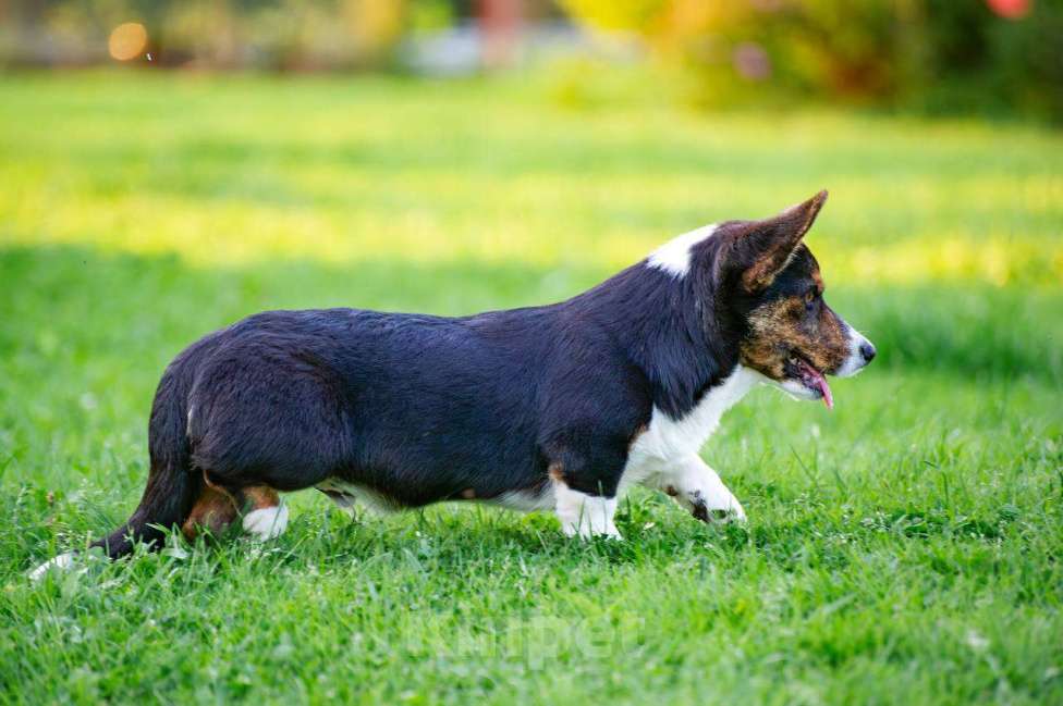 Собаки в Москве: Вельш корги кардиган мальчик  Мальчик, 30 000 руб. - фото 2