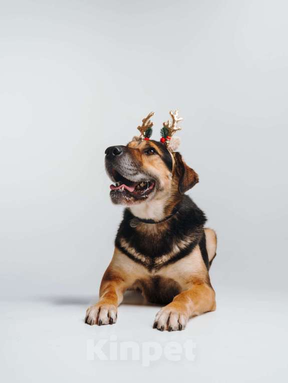 Собаки в Москве: Идеальная собака, очень умная и послушная Девочка, Бесплатно - фото 3