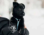 Собаки в Москве: Очаровательные щенки ищут теплые руки Девочка, 10 руб. - фото 6