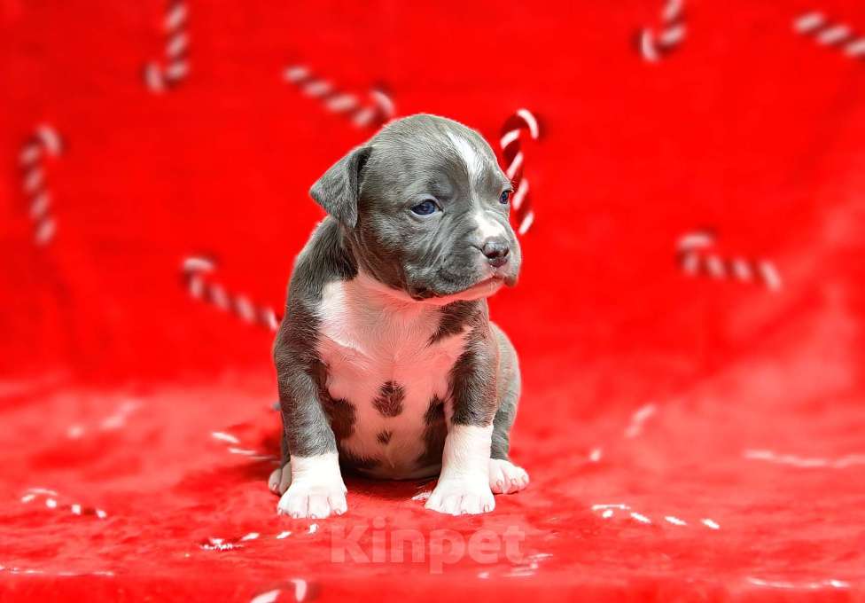 Собаки в Москве: Прекрасная голубая детка амстафф Девочка, 120 000 руб. - фото 6