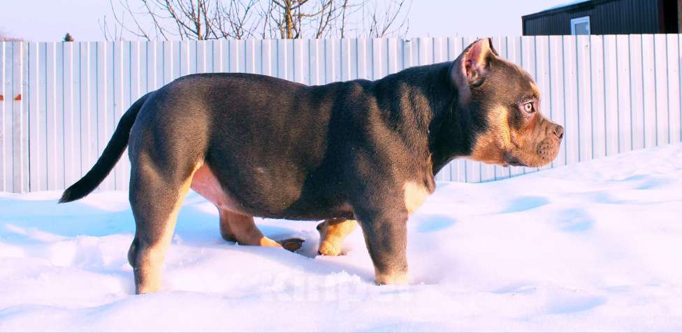 Собаки в Омске: Девочка американский булли Девочка, 100 000 руб. - фото 7