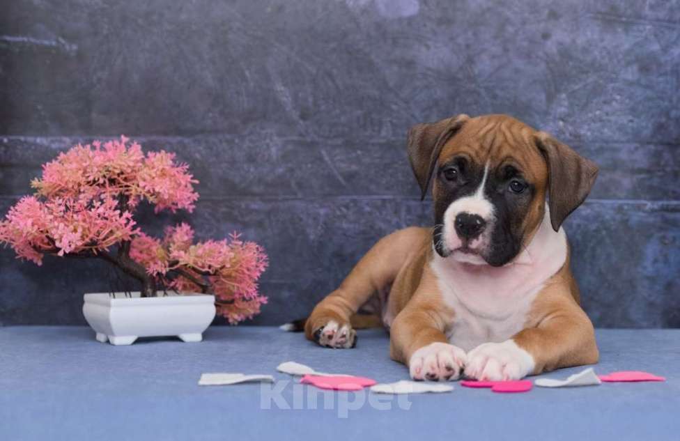 Собаки в Санкт-Петербурге: Супер яркий мальчик амстаффа Мальчик, 1 руб. - фото 5