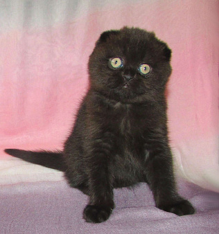 шотландская кошечка фолд