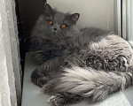 Кошки в Мураше: Кот на вязку!!!, 1 000 руб. - фото 2