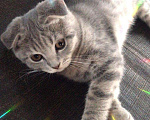 Кошки в Саранске: Шотландский котенок, 6 999 руб. - фото 1