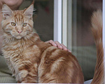 Кошки в Боготоле: Вязка мейн-кун, 3 000 руб. - фото 1