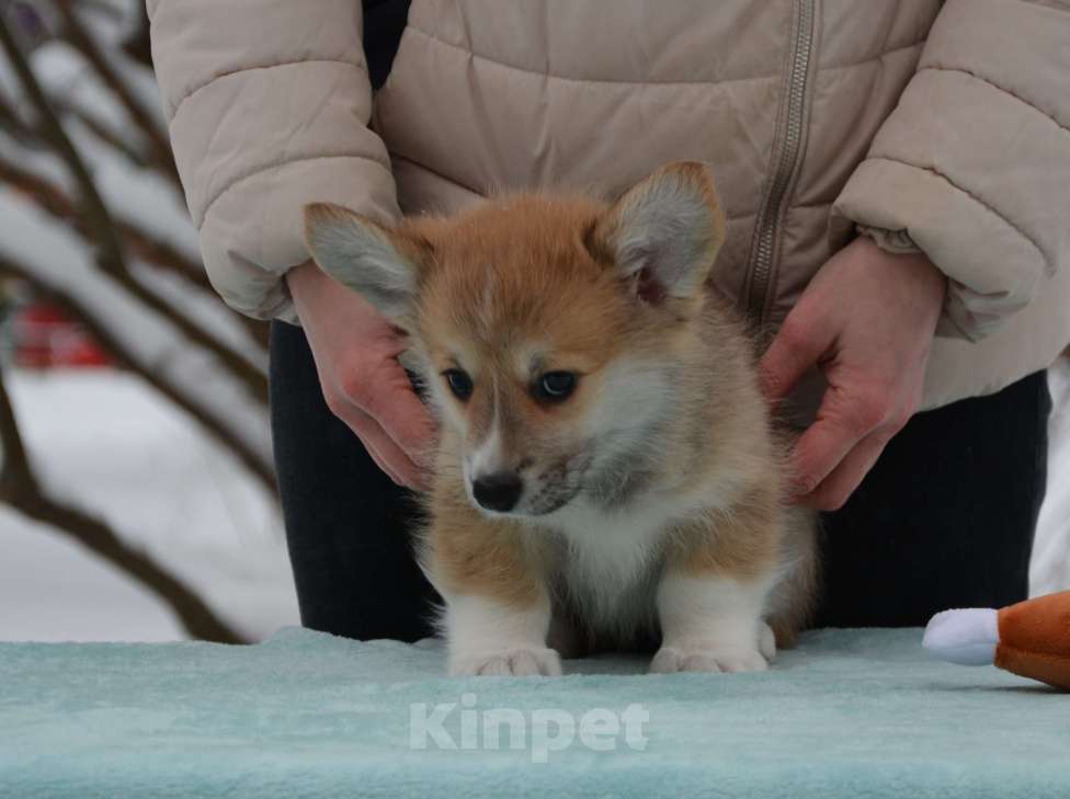 Собаки в Москве: Лагонда Девочка, 80 000 руб. - фото 2