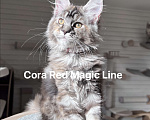Кошки в Наро-Фоминске: Cora. Female. MCO fs22 born June 14.2025 Девочка, 100 000 руб. - фото 2
