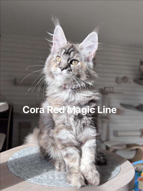 Кошки в Наро-Фоминске: Cora. Female. MCO fs22 born June 14.2025 Девочка, 70 000 руб. - фото 2