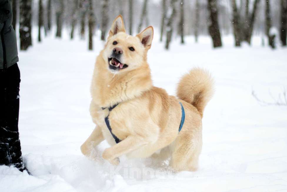 Собаки в Москве: Персик Мальчик, Бесплатно - фото 9