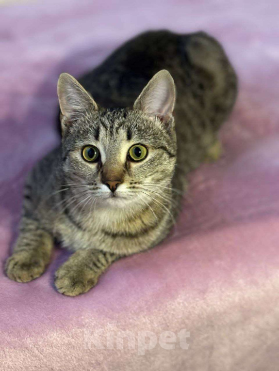 Кошки в Москве: Малышка Виталина ищет дом Девочка, Бесплатно - фото 4