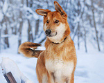 Собаки в Москве: Плюшевый витамин радости, поднимающий настроение круглый год. Мальчик, Бесплатно - фото 4