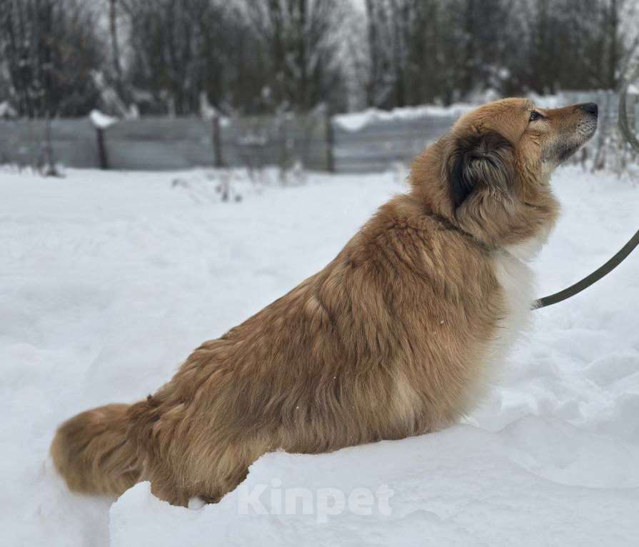 Собаки в Королеве: Пушистая и умная Лесси ищет дом Девочка, Бесплатно - фото 6