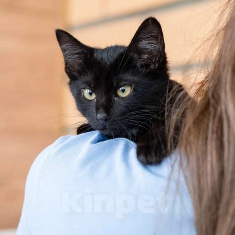 Кошки в Москве: Изюм хочет домой Мальчик, Бесплатно - фото 3