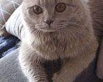 Кошки в Уссурийске: Шотландский Вислоухий кот! Вязка! Мальчик, 5 000 руб. - фото 3