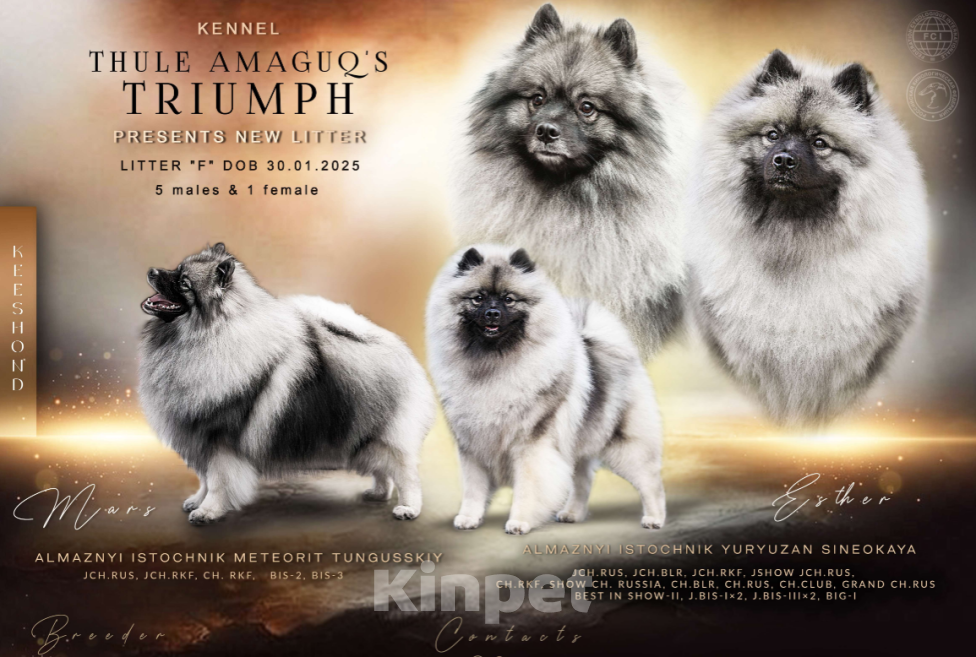 Собаки в Туле: Шикарный кеесхонд Мальчик, Бесплатно - фото 4