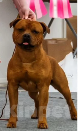 Собаки в Казани: Английский Стаффордширский Бультерьер Мальчик, Бесплатно - фото 8
