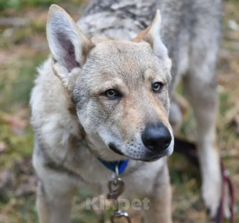 Собаки в Москве: Чехословацкий влчак. Девочка, 100 000 руб. - фото 4