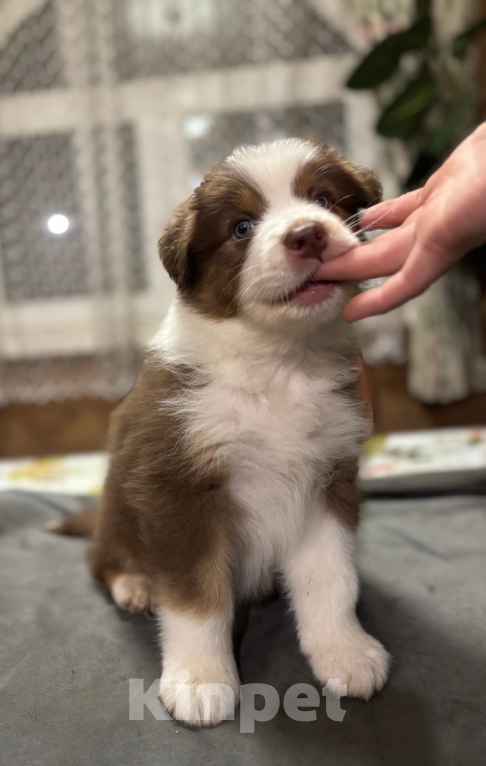 Собаки в Санкт-Петербурге: Австралийская овчарка щенки  Мальчик, 60 000 руб. - фото 4