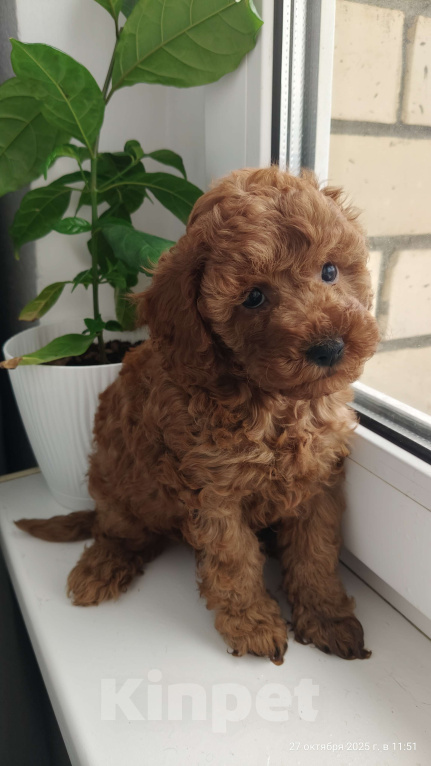 Собаки в Мытищах: Миниатюрный пудель Айла Девочка, 150 000 руб. - фото 1