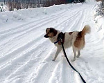 Собаки в Санкт-Петербурге: Скромный, спокойный и ласковый небольшой пёс Мальчик, Бесплатно - фото 1