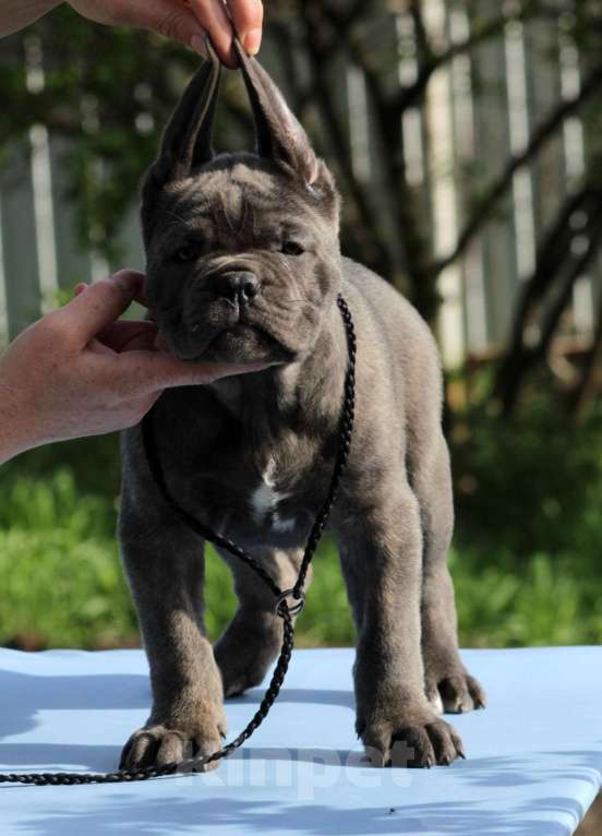 Собаки в Москве: Кане корсо девочка  Девочка, 40 000 руб. - фото 3