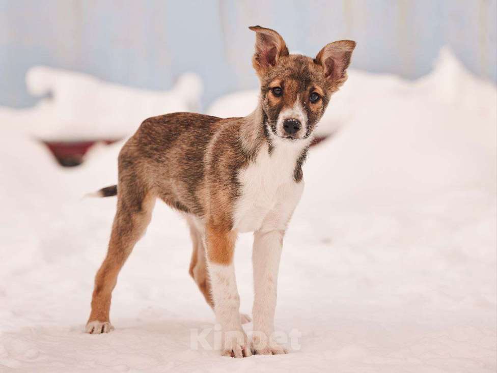 Собаки в других городах Московской области: Милана якутенок Девочка, Бесплатно - фото 4