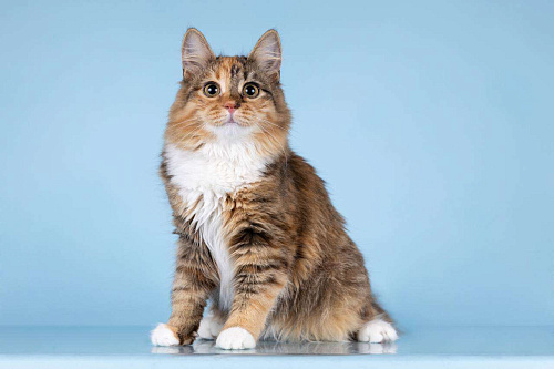 Для котёнка-подростка Фионы ищем самые добрые руки. 