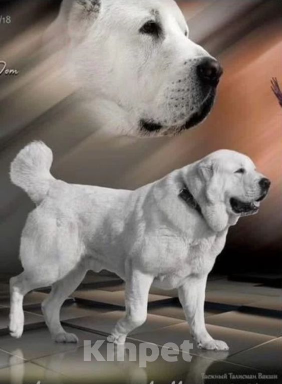 Собаки в других городах Краснодарского края: Алабай (САО)  Мальчик, Бесплатно - фото 7