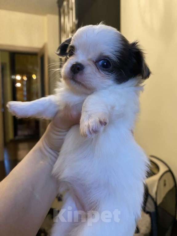 Собаки в других городах Московской области: Предлагается нарядная девочка чихуахуа д/ш Девочка, 100 000 руб. - фото 1