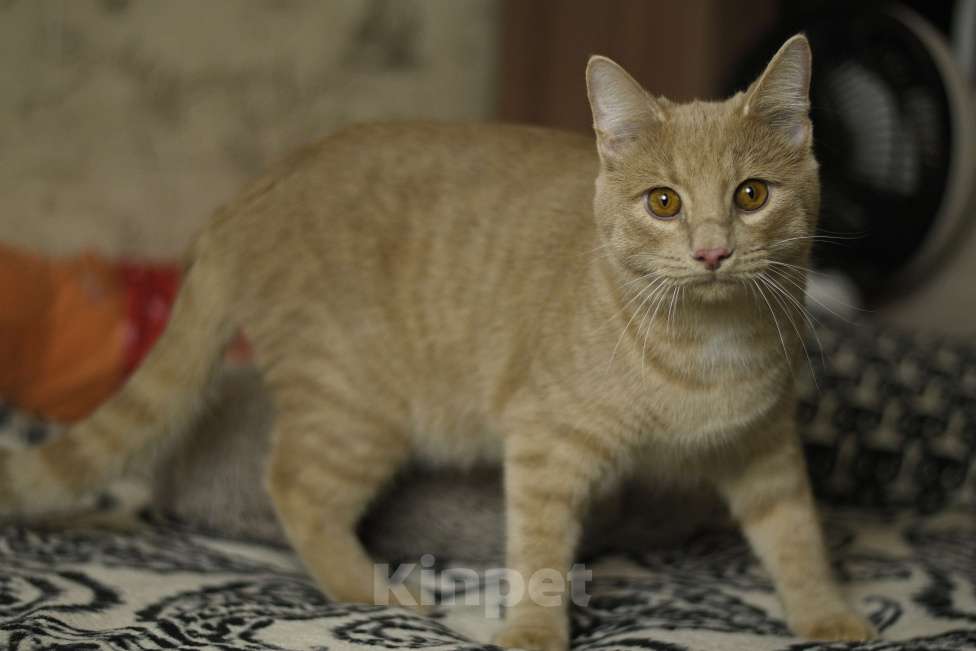 Кошки в Москве: котенок Сырник в добрые руки Мальчик, Бесплатно - фото 2