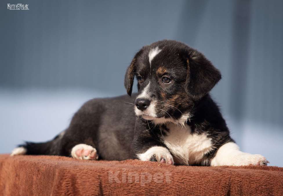 Собаки в Москве: Мальчик корги Мальчик, Бесплатно - фото 8