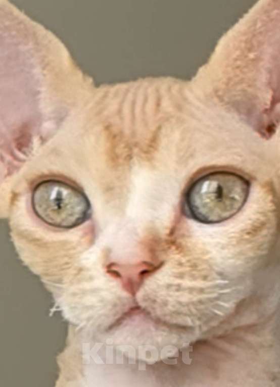 Кошки в Москве: Солнечный лас-Котун готов стать вашим Мальчик, 50 000 руб. - фото 5