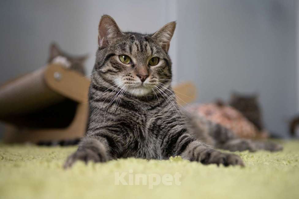 Кошки в Москве: котик Пьер Кюри в добрые руки Мальчик, Бесплатно - фото 7