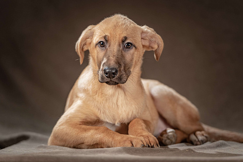 Мегги — спокойная девочка ищет заботливые руки