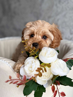 Кавапу щенок