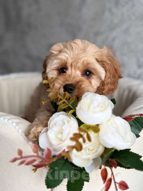 Собаки в Москве: Кавапу щенок Девочка, Бесплатно - фото 1