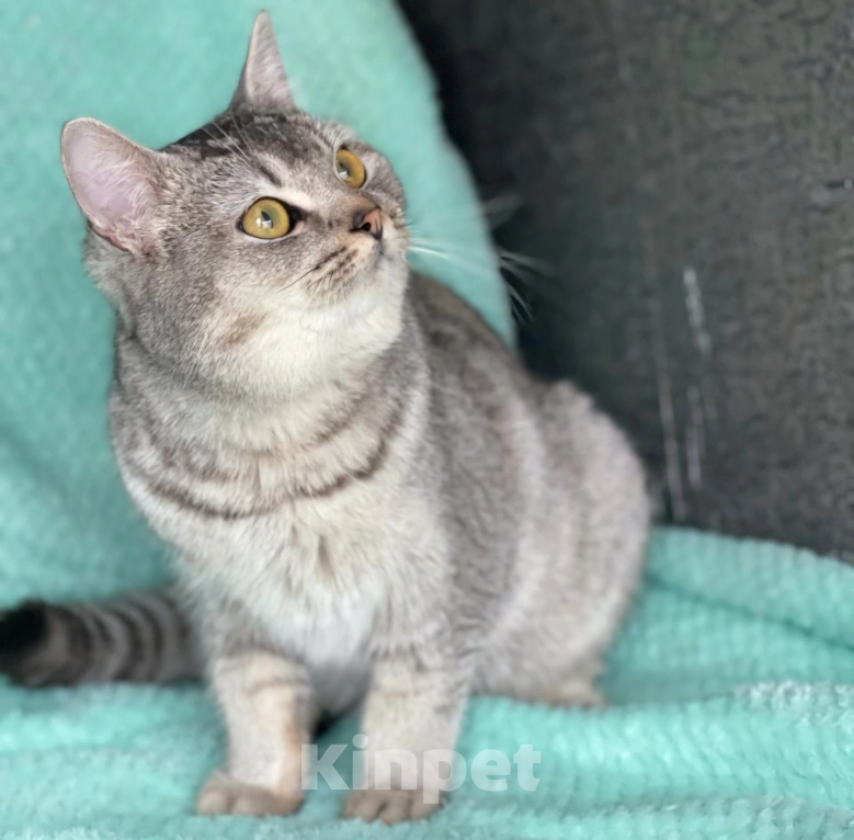 Кошки в Москве: Котика Сильвера выкинули люди Мальчик, Бесплатно - фото 4