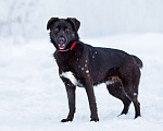 Собаки в Москве: Супер-пёс в добрые руки Мальчик, Бесплатно - фото 4
