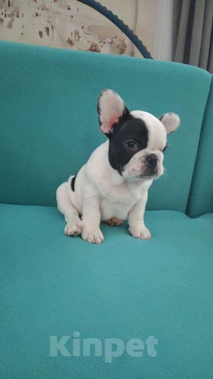 Собаки в Минеральном Воде: Французский бульдог Мальчик, Бесплатно - фото 2